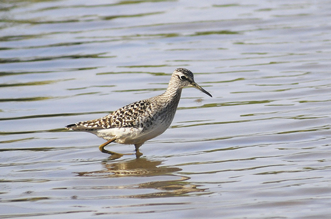 Wood Sandpiper