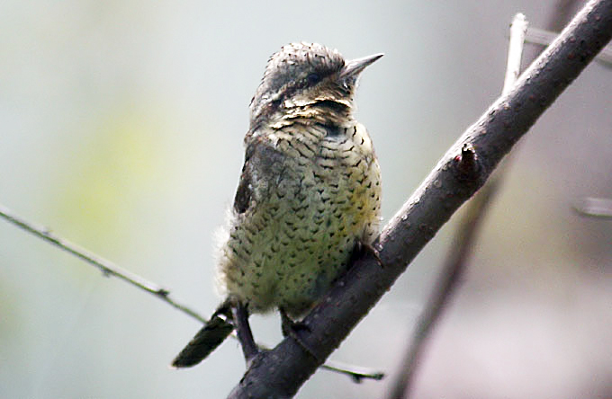 Wryneck