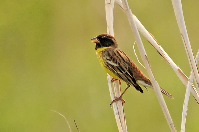 Yellow-breasted Bunting