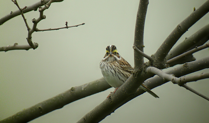 Yellow-browed Bunting