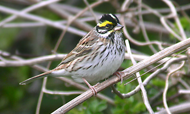 Yellow-browed Bunting