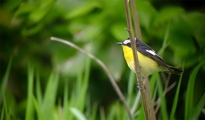Yellow-rumped Flycatcher