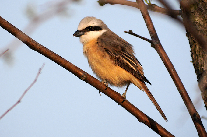 Brown Shrike