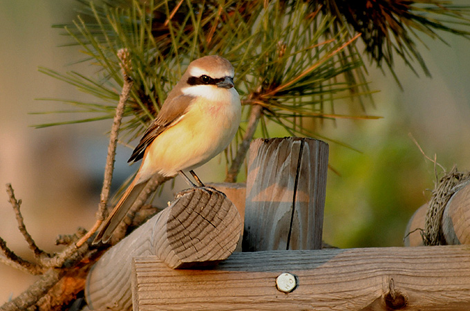 Brown Shrike
