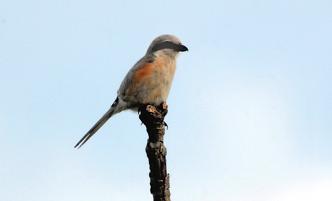 Bull-headed Shrike