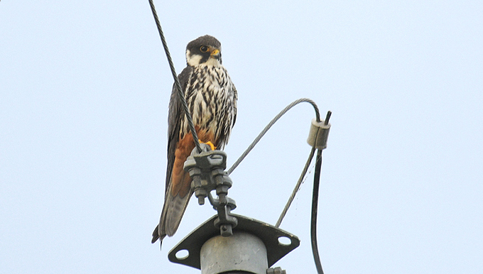 Eurasian Hobby