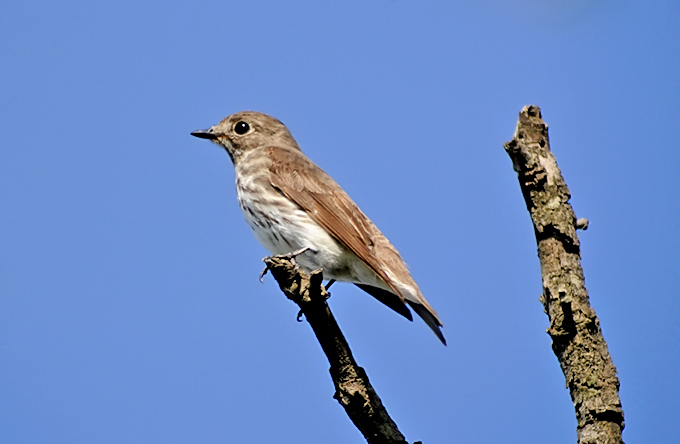 Grey-streaked Flycatcher