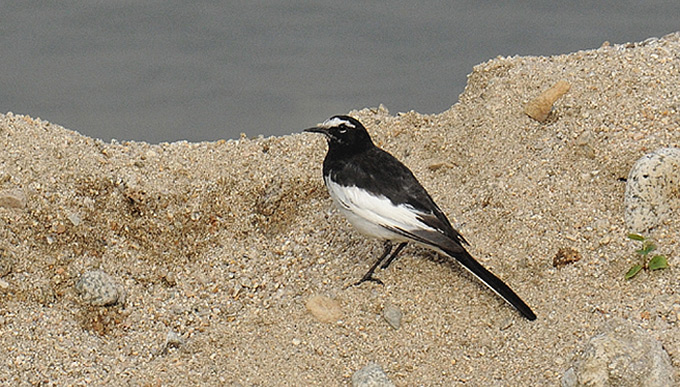 Japanese Wagtail