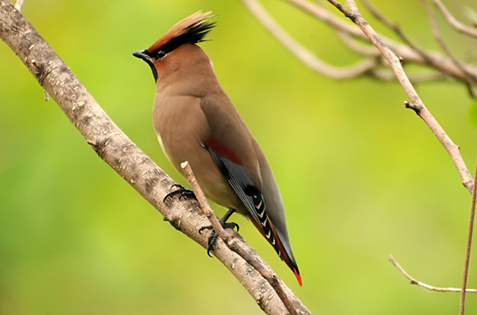 Japanese Waxwing