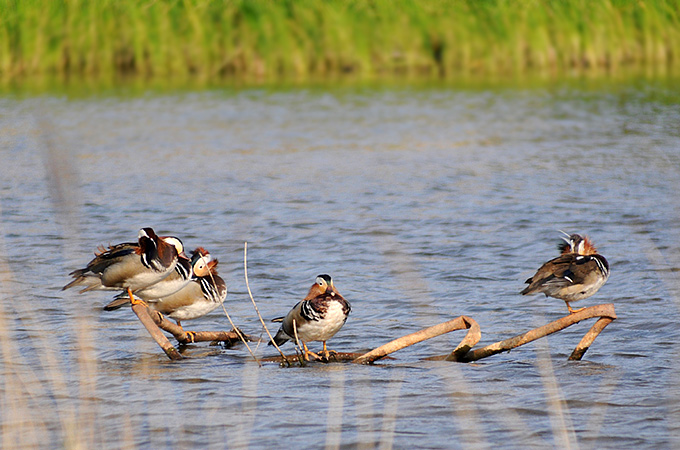 Mandarin Ducks