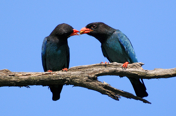 Oriental-Dollarbird