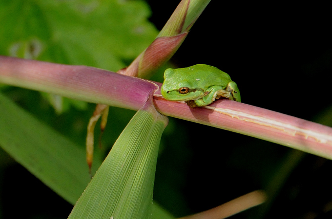 Tree Frog