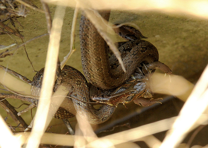 Water Snake