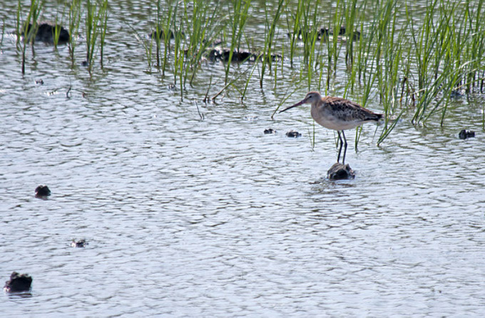 Black-tailed Godwit