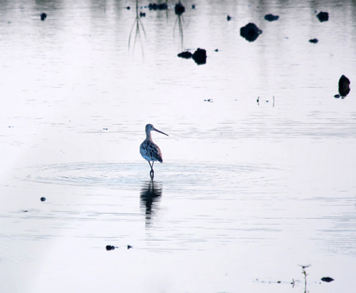 Black-tailed Godwit