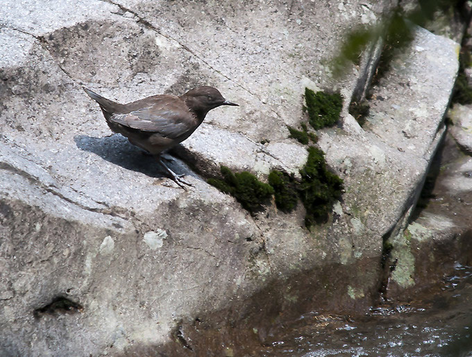 Brown Dipper