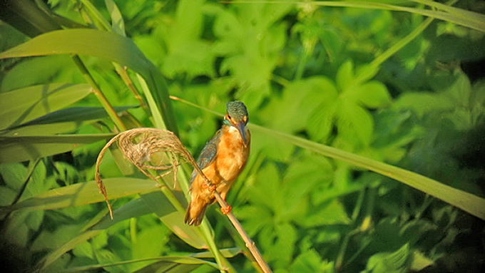 Common Kingfisher