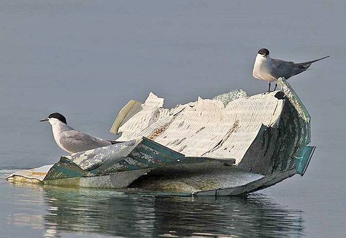 Common Terns
