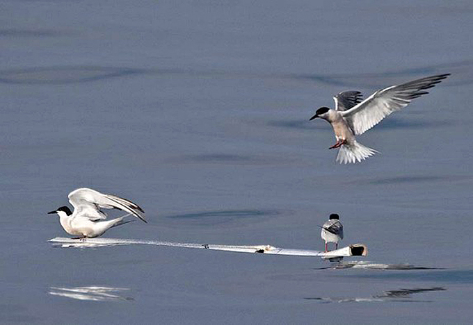 Common Terns