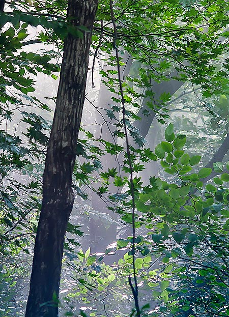 Enchanted Forest