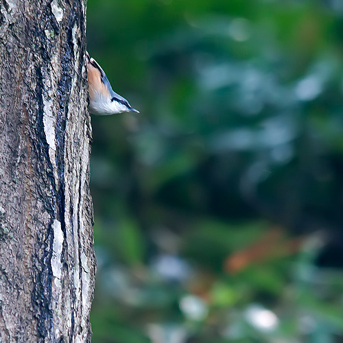 Eurasian Nuthatch