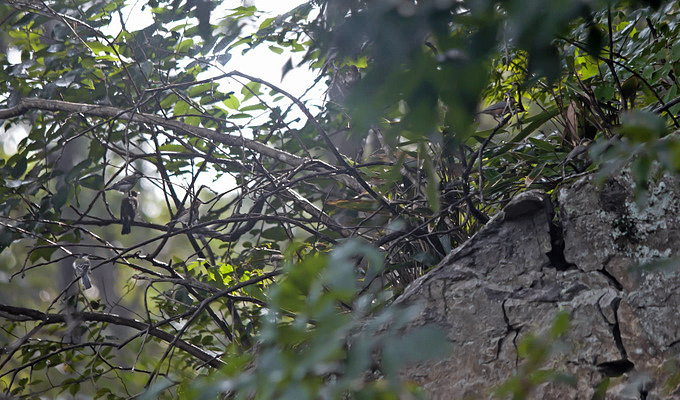 Flurry of Birds