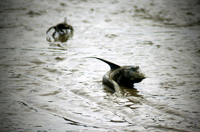 Mudskipper
