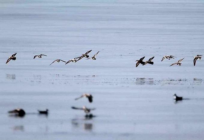 Red-necked Phalarope
