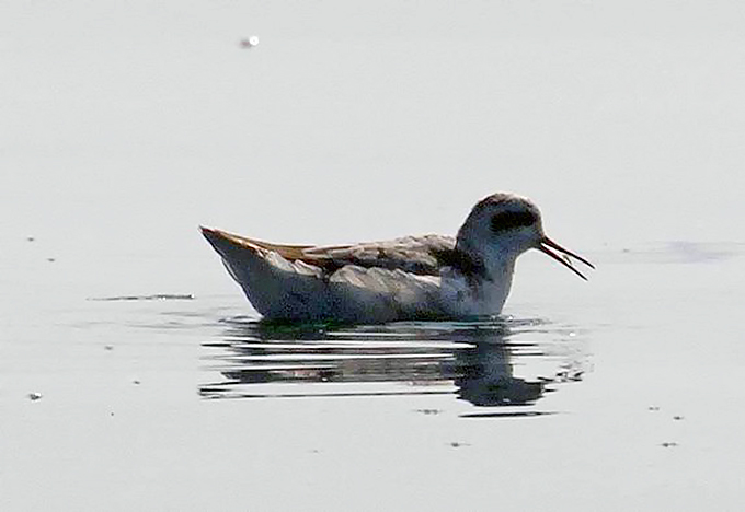 Red-necked Phalarope