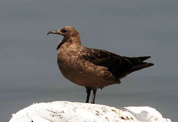 South Polar Skua