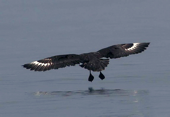 South Polar Skua