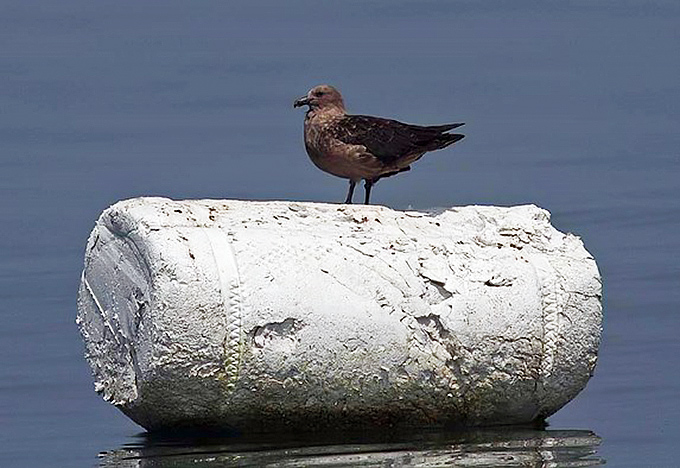 South Polar Skua