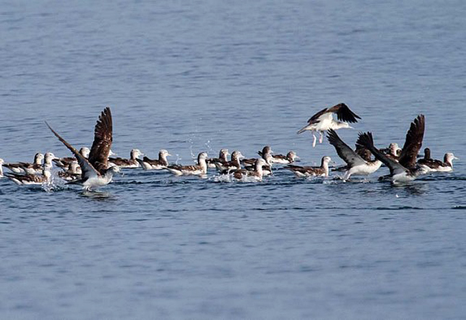 Streaked Shearwater