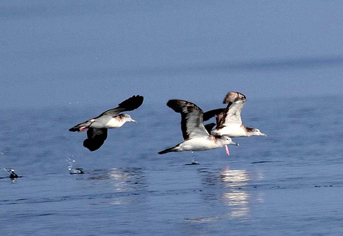 Streaked Shearwater