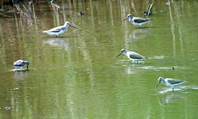 Terek Sandpiper