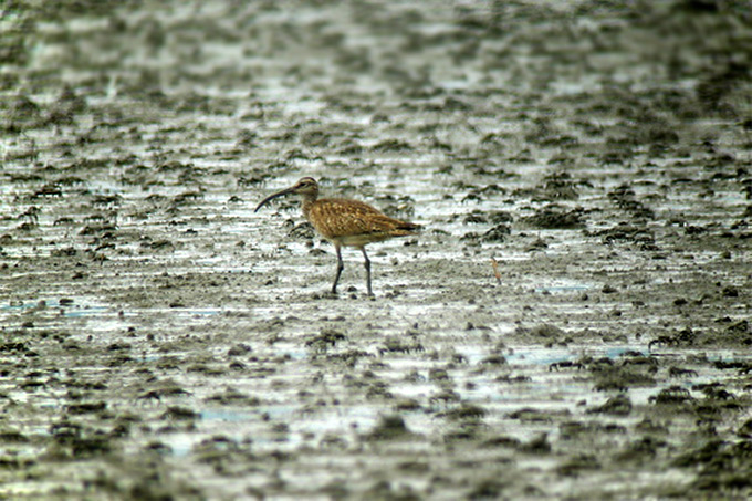 Whimbrel