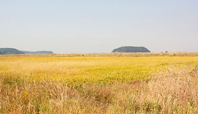 Former Mudflat, Daebu