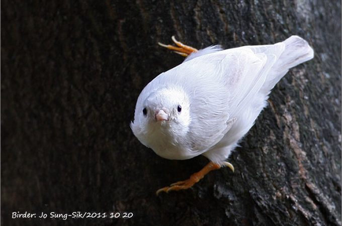 Albino Eurasian Nuthatch