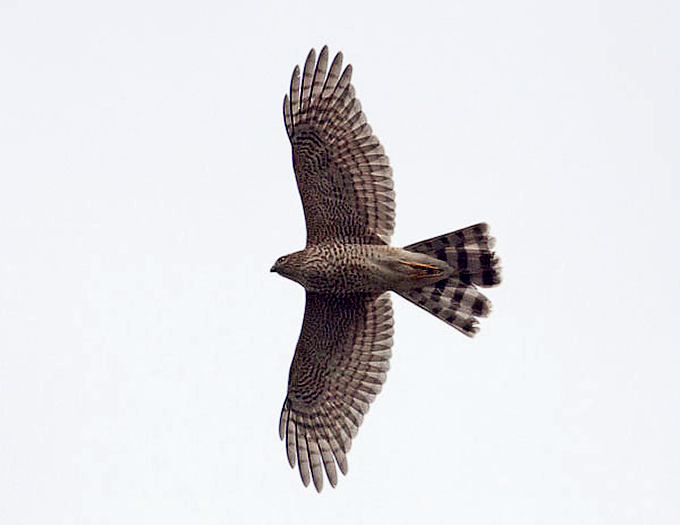 Eurasian Sparrowhawk