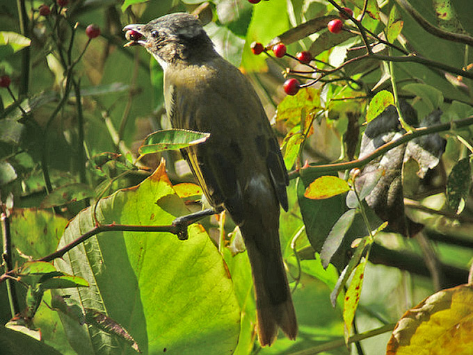 Light-vented Bulbul