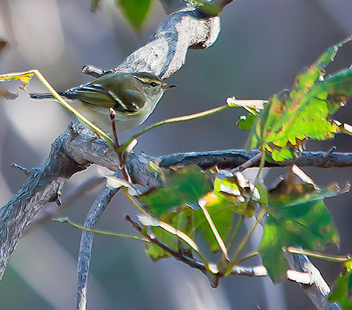 Pallas’s Leaf Warbler