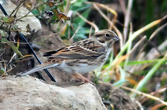 Pine Bunting