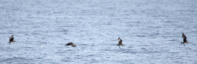 Pomarine Skua