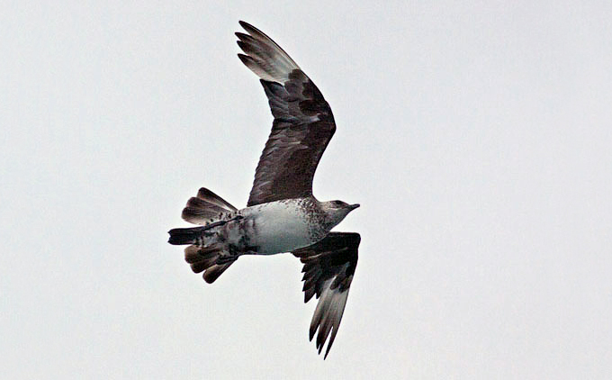 Pomarine Skua
