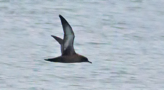 Short Tailed Shearwater