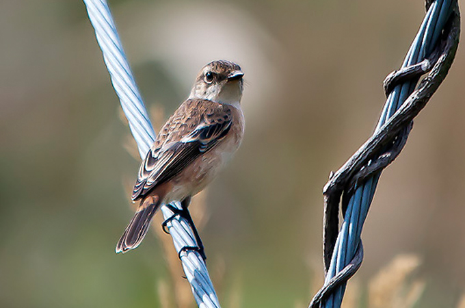 Siberian Stonechat