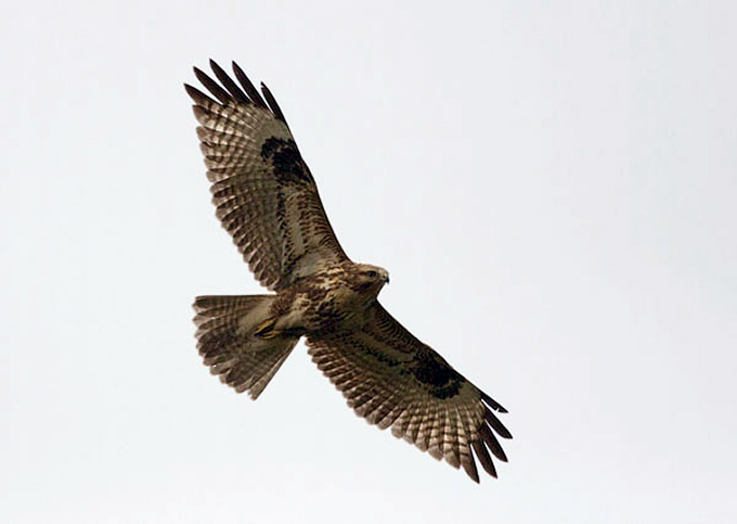Upland Buzzard
