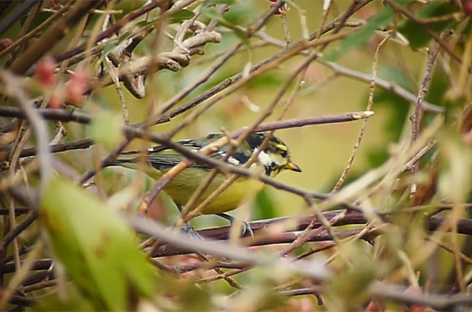 Yellow-bellied Tit