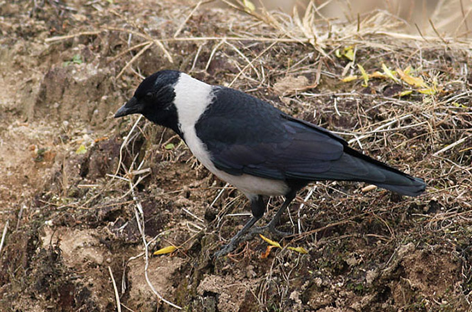 Daurian Jackdaw