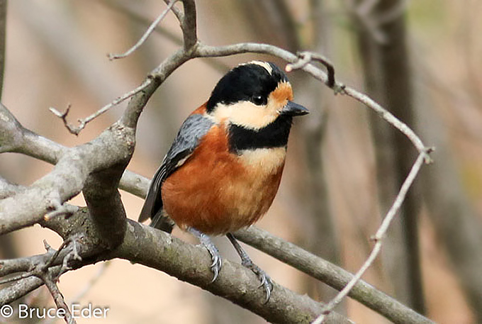 Varied Tit
